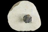 Gerastos Trilobite Fossil - Foum Zguid, Morocco #145737-1